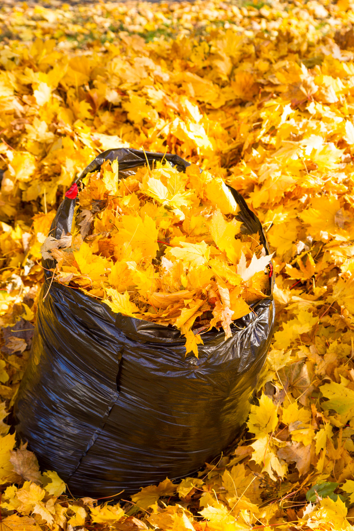 Fall Leaves In A Trash Bag